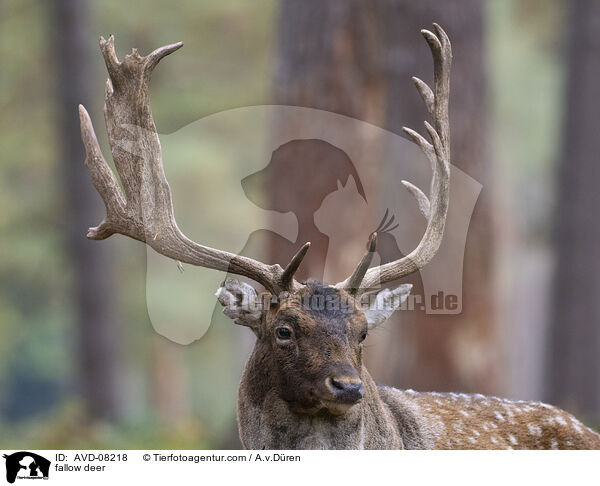 Damwild / fallow deer / AVD-08218