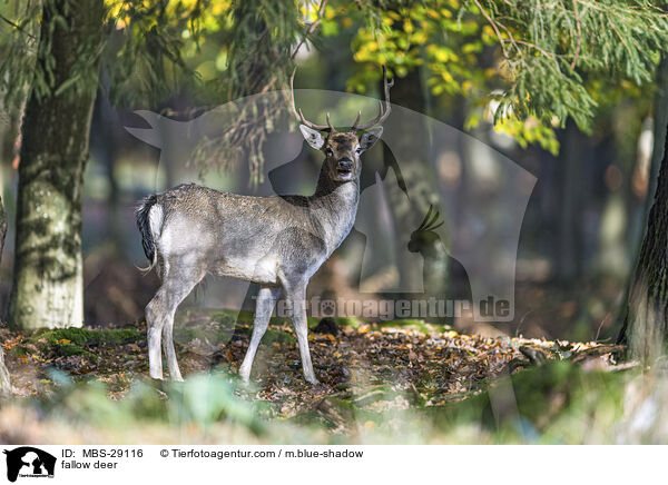 Damhirsch / fallow deer / MBS-29116