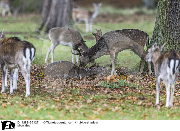 Damhirsch / fallow deer / MBS-29127