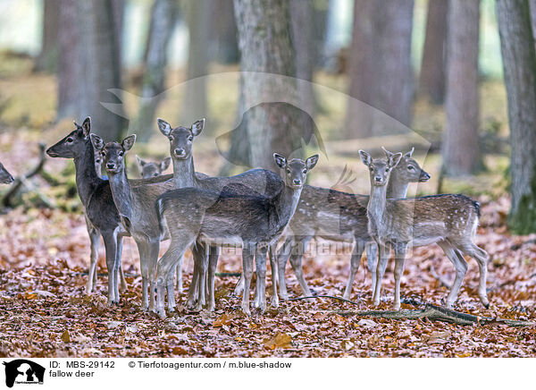 Damhirsch / fallow deer / MBS-29142