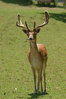 fallow deer