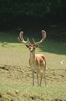 fallow deer