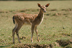 fallow deer