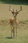 fallow deer