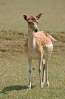 fallow deer