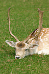 lying fallow deer