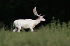white fallow deer