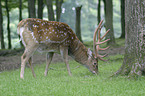 fallow deer