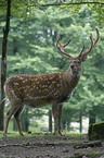 fallow deer