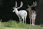 fallow deers