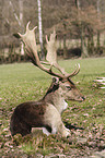 Fallow Deer