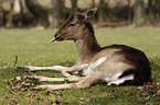 Fallow Deer