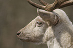 white Fallow Deer