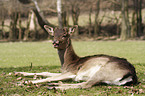 Fallow Deer