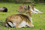 fallow deer