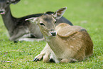 fallow deer