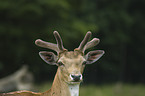 European fallow deer