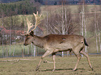 fallow deer