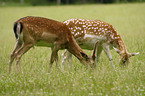 grazing fallow deers