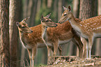 fallow deer