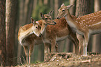 fallow deer