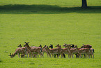 fallow deer