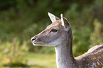 fallow deer