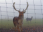 fallow deer
