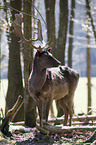 fallow deer