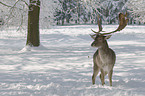 fallow deer