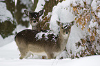 fallow deer