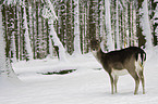 fallow deer