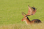 fallow deer