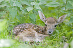fallow deer baby