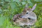 fallow deer baby