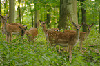 fallow deer