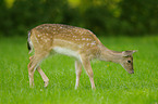 fallow deer