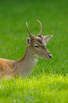 fallow deer