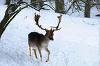 fallow deer