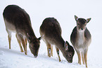 fallow deer