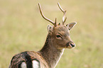 fallow deer