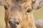 fallow deer