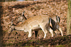 fallow deer
