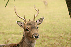 fallow deer