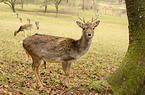 fallow deer