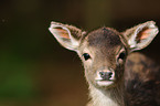 fallow deer