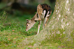 fallow deer