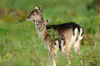 fallow deer