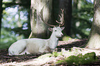 fallow deer