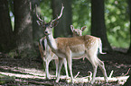 fallow deer